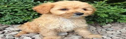 Cavapoo dogs for sale: Paula  - Ad 4
