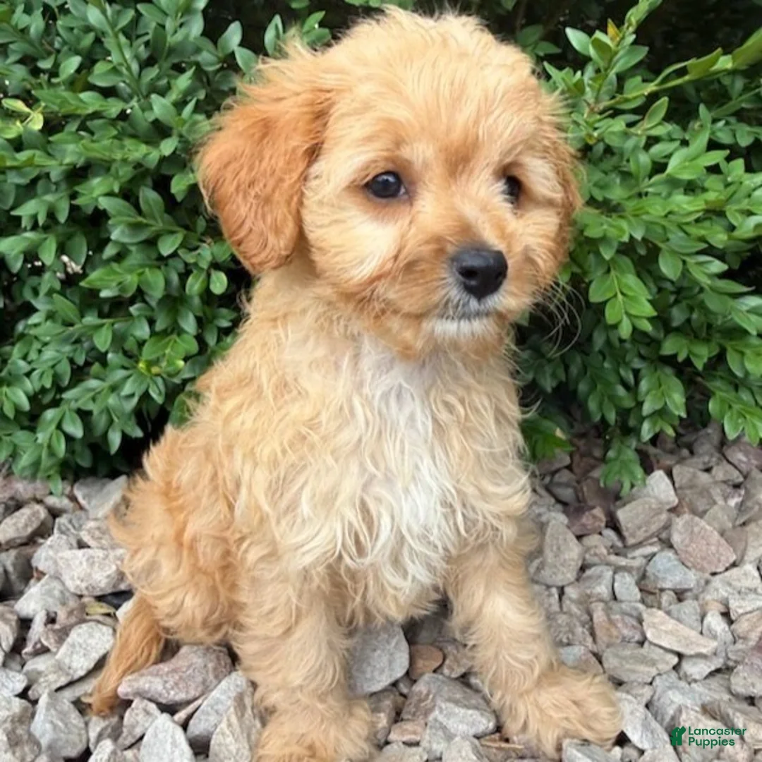 Cavapoo dogs for sale: Paula  - Ad 4