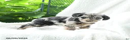 Yorkiepoo dogs for sale: Malani - Ad 3