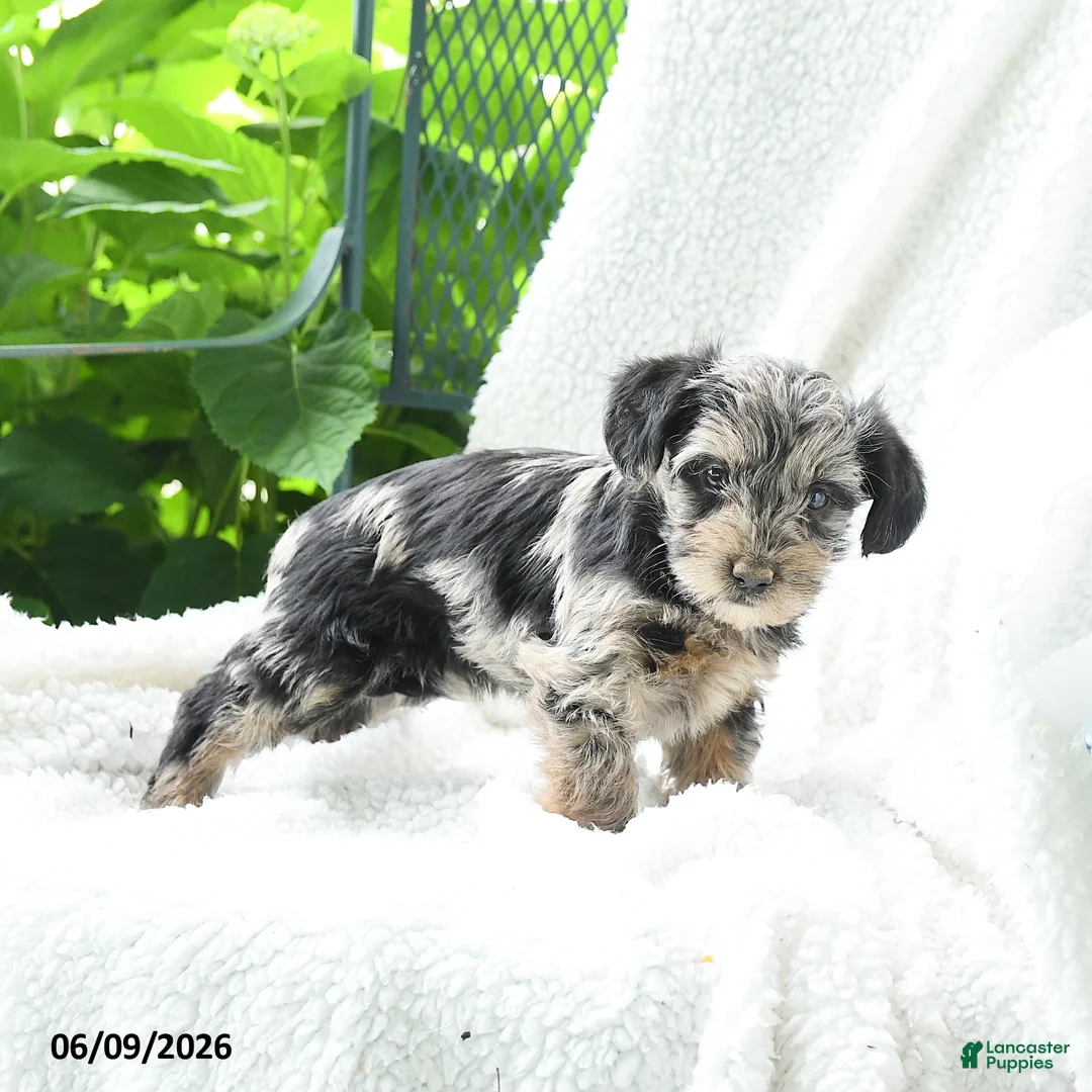 Yorkiepoo dogs for sale: Malani - Ad 3