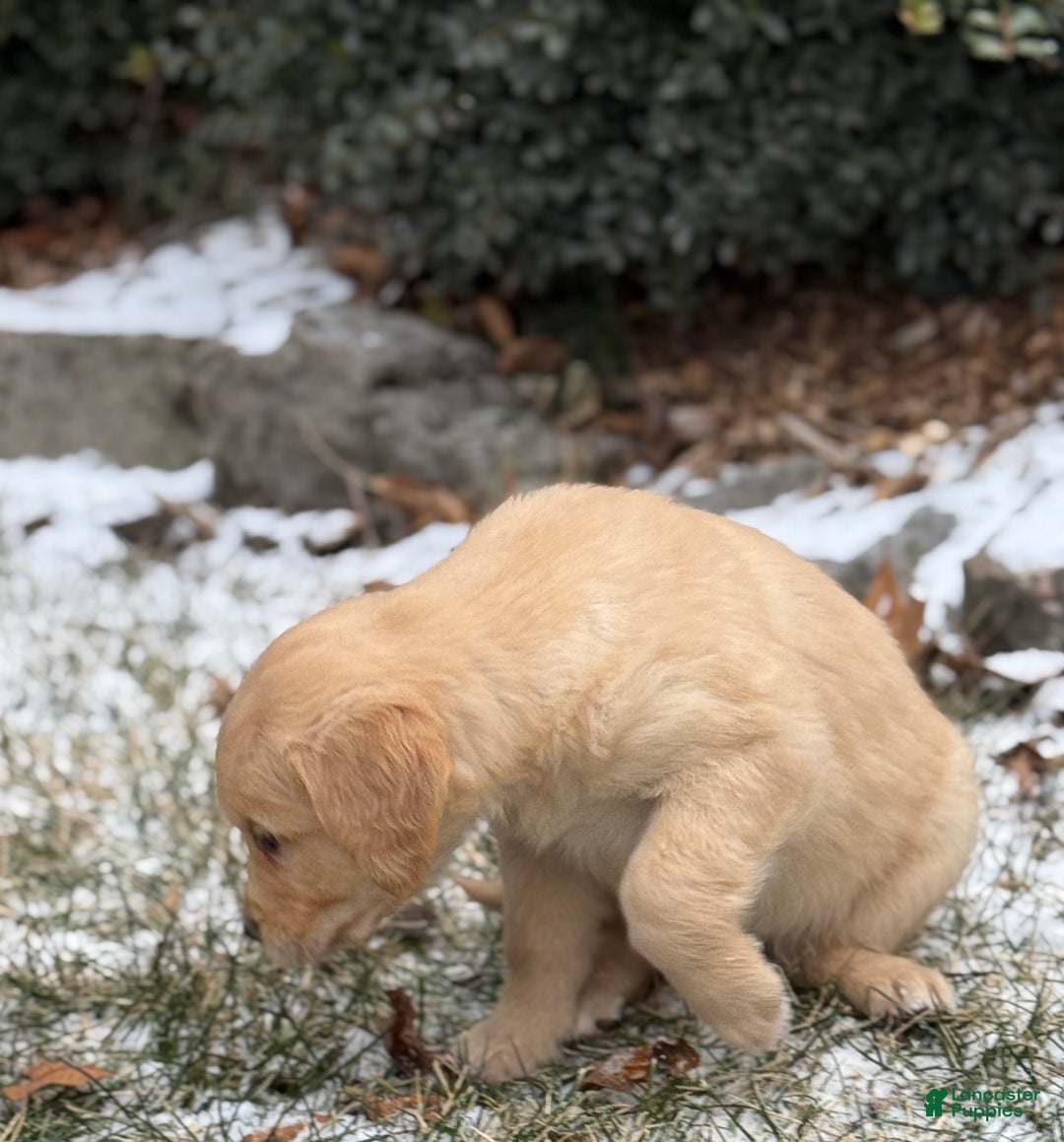 Golden Retriever dogs for sale: Susie - Ad 8