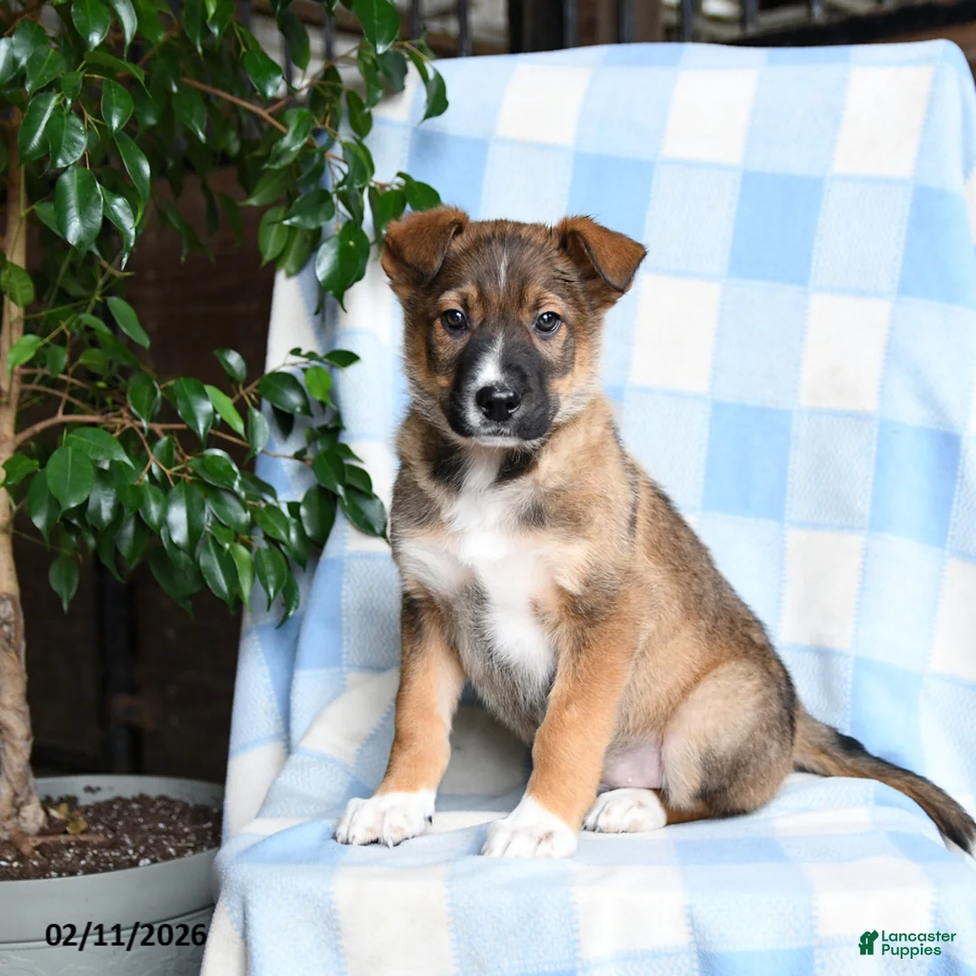 Mixed Breed dogs for sale: Barney - Ad 3