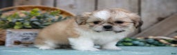 Shih Tzu dogs for sale: Cindy - Ad 4