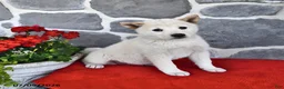 Shiba Inu dogs for sale: Oakley - Ad 4