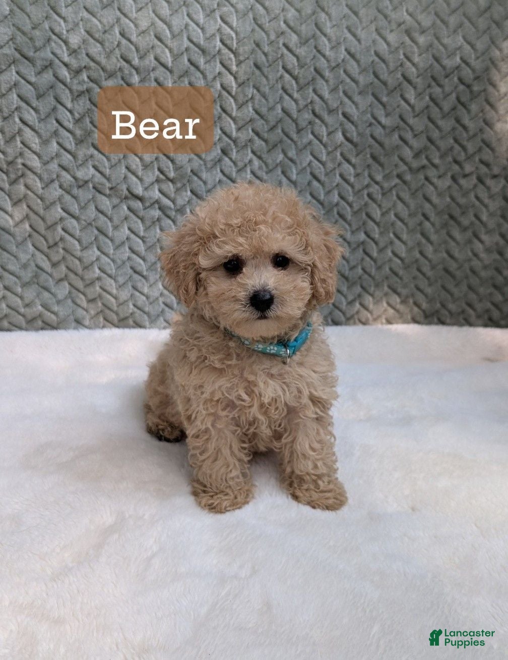 Bichpoo dogs Bear - Ad 1