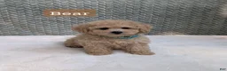 Bichpoo dogs for sale: Bear - Ad 1