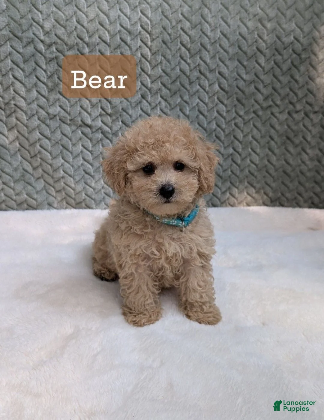 Bichpoo dogs for sale: Bear - Ad 1