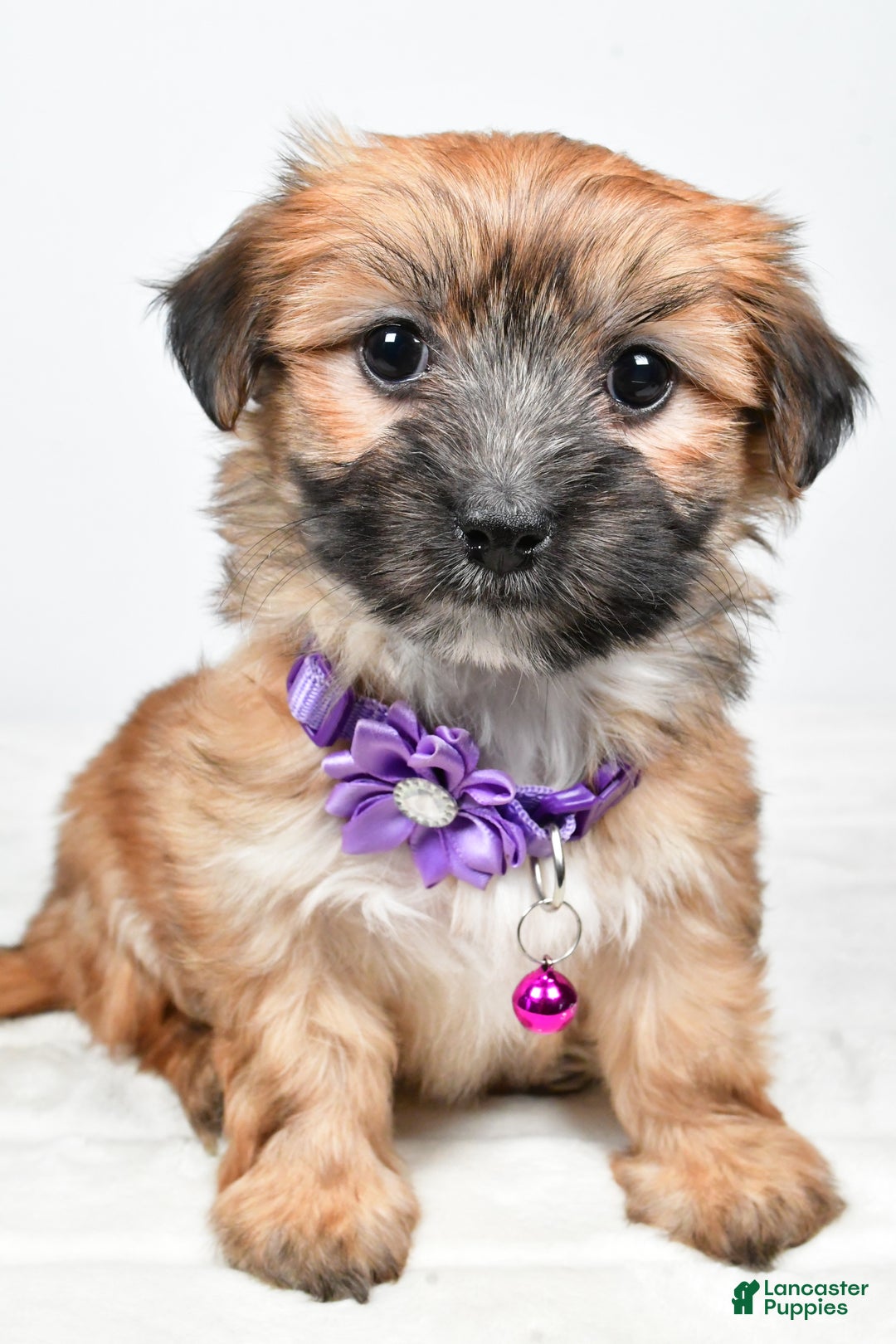 Morkie dogs for sale: Nina - Ad 4