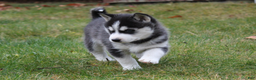 Siberian Husky dogs for sale: Willow - Ad 5