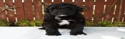 Giant Schnoodle dogs for sale: Melody - Ad 4