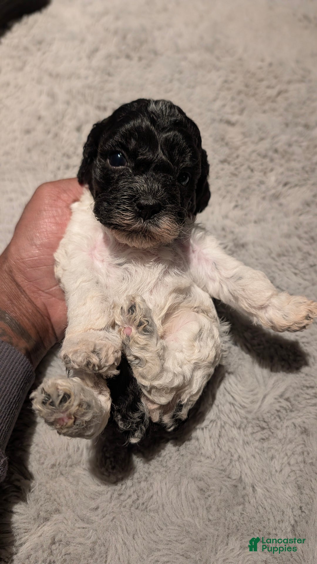 Cockapoo dogs for sale: Raven (F2b) - Ad 4