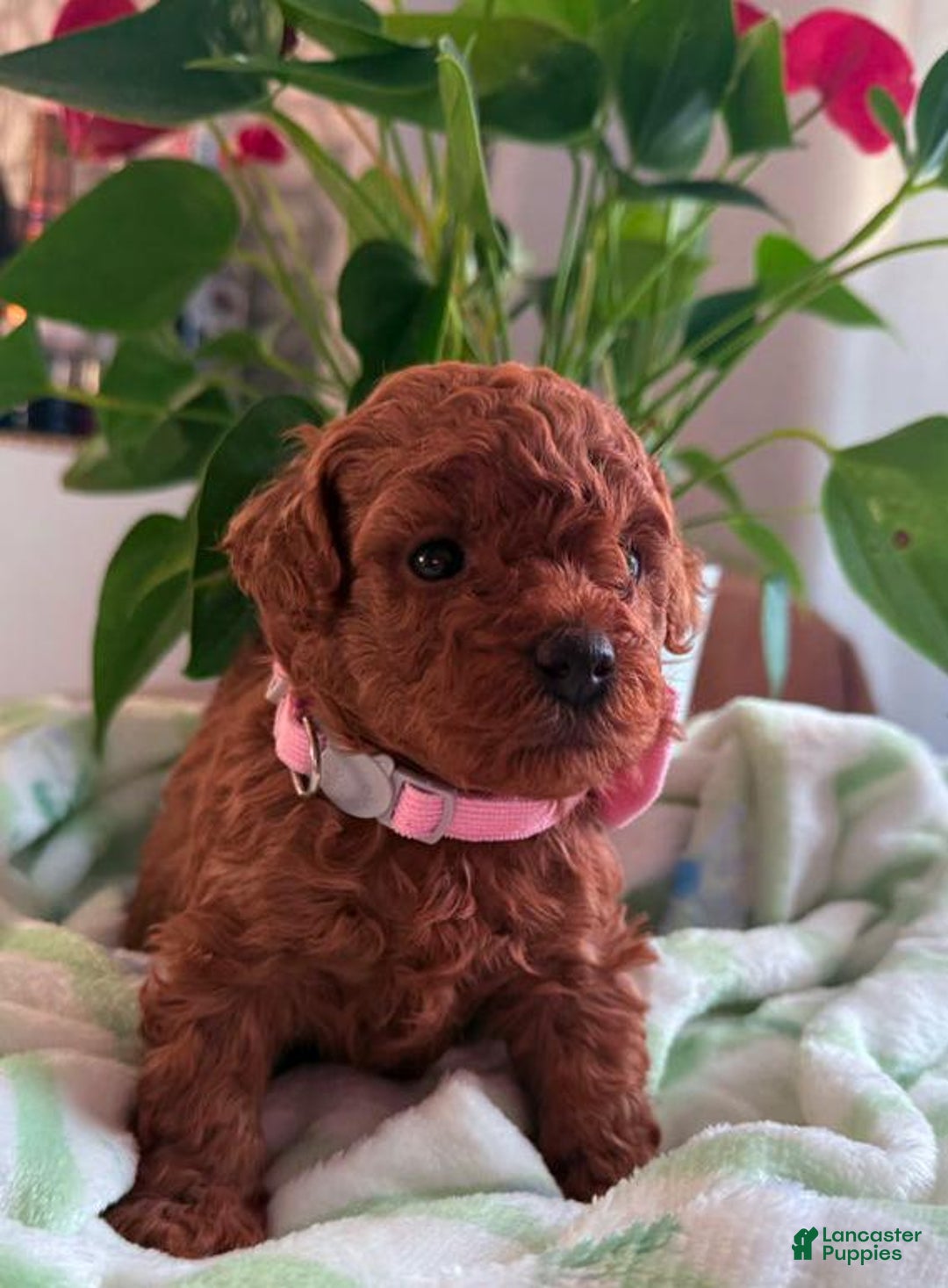 Cavapoo dogs for sale: Harley - Ad 1