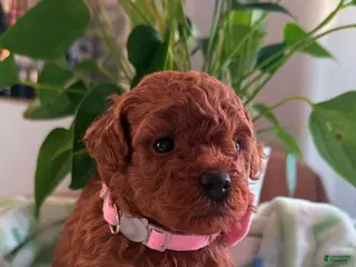 Cavapoo dogs Harley - Ad 41