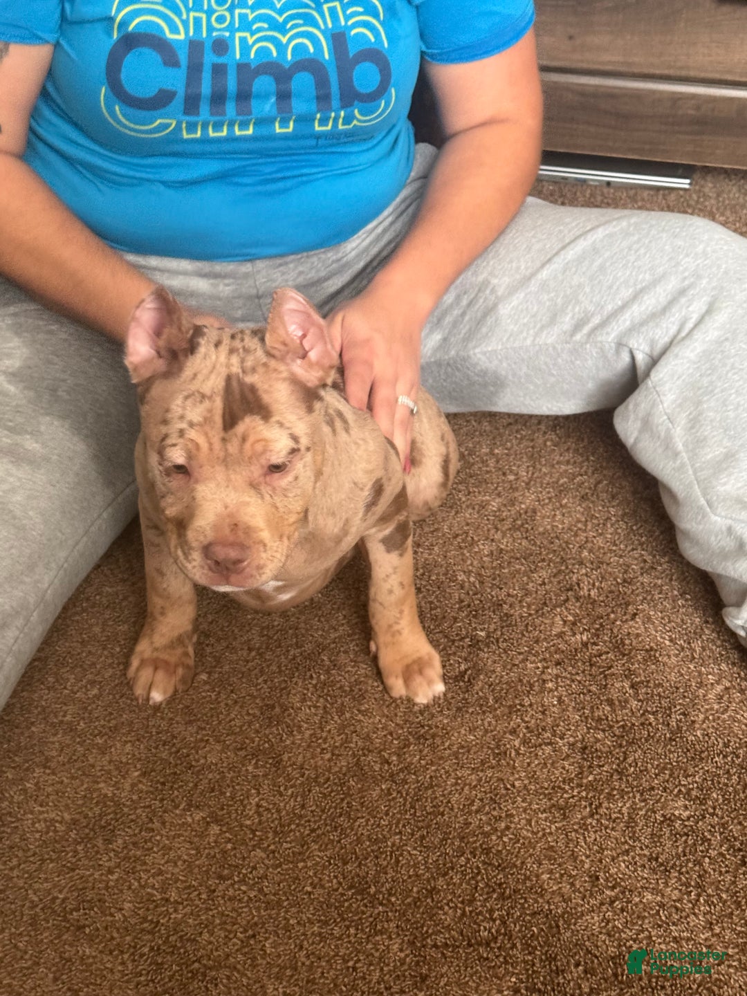 American Bully dogs for sale: Stormy - Ad 17