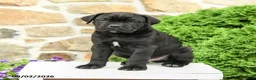 Cane Corso dogs for sale: Caesar - Ad 1