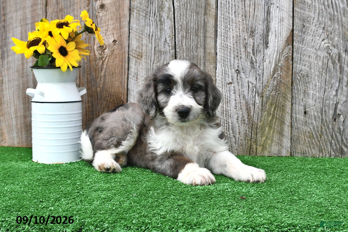 Mini Aussiedoodle dogs Alex - Ad 1