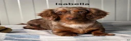 Miniature Dachshund dogs for sale: Autumn  - Ad 7