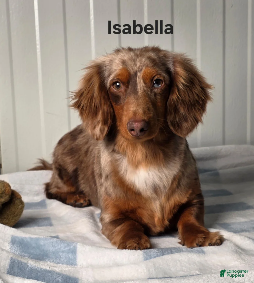 Miniature Dachshund dogs for sale: Autumn  - Ad 7
