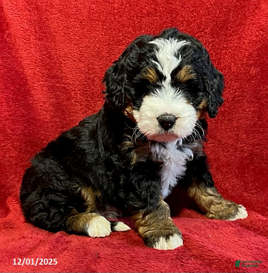Mini Bernedoodle dogs for sale: Lilly - Ad 1