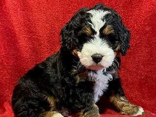 Mini Bernedoodle dogs Lilly - Ad 6