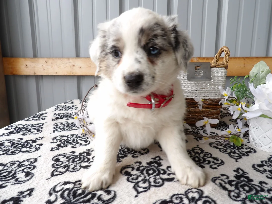 Gallery Image {{count}}