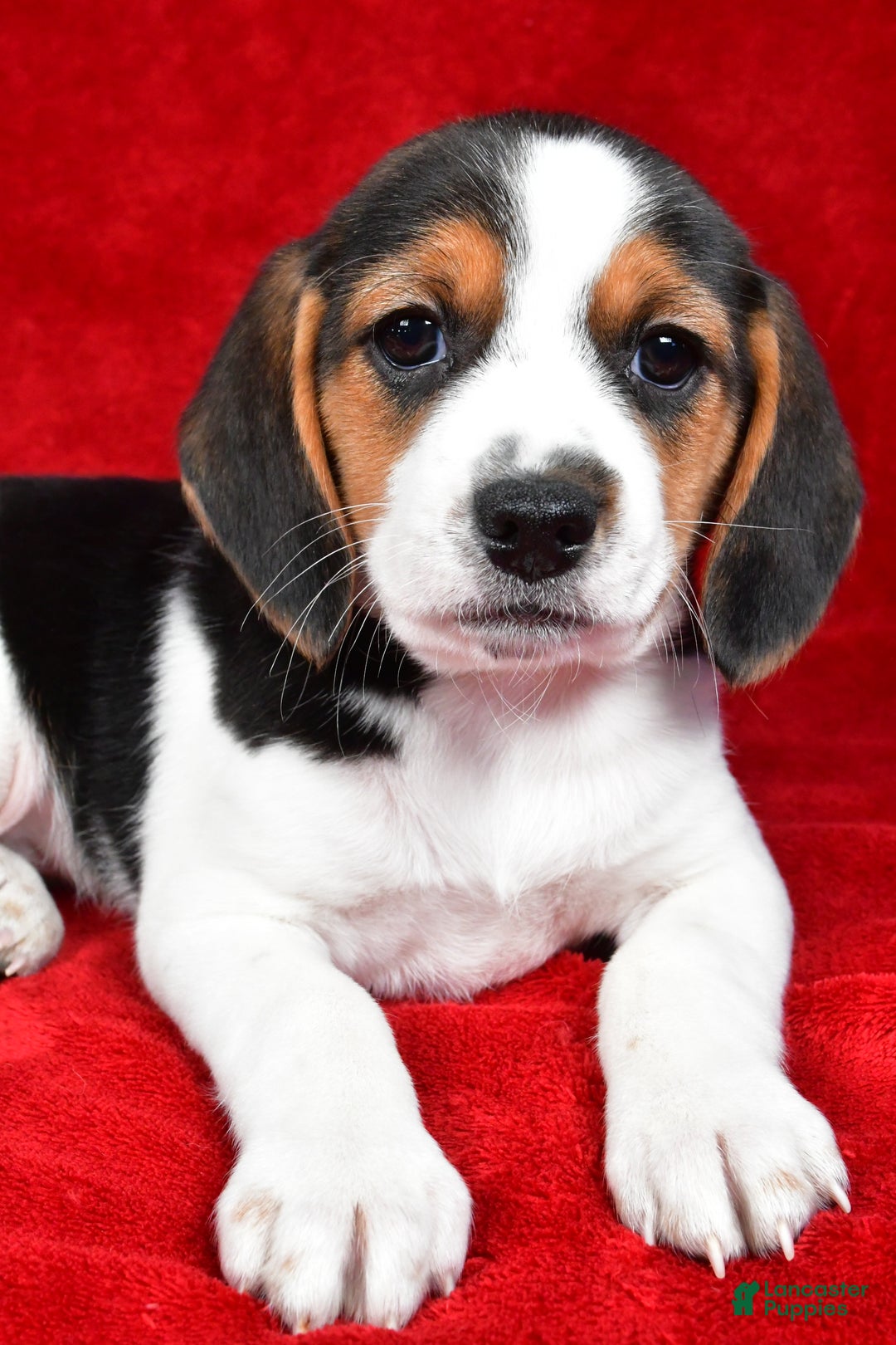 Beagle dogs for sale: Anita - Ad 11