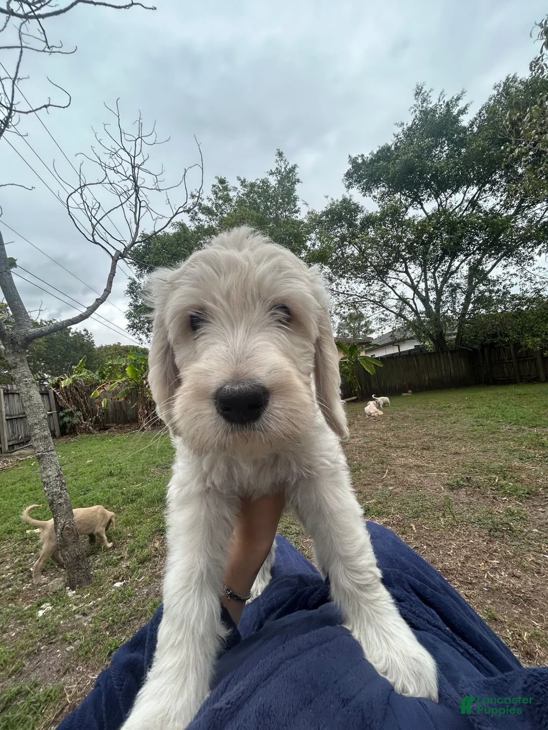 Goldendoodle dogs for sale: Olaf - Ad 2