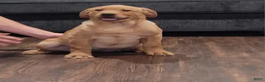 Rosie