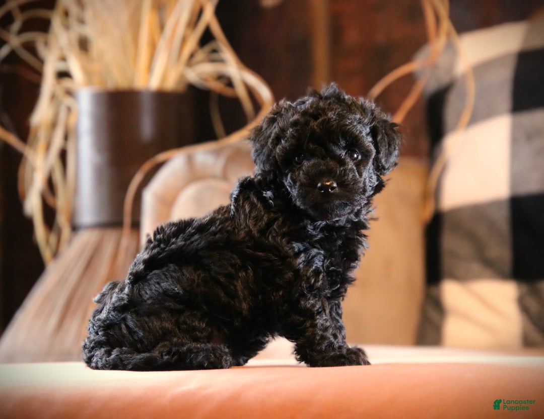 Mixed Breed dogs for sale: Eclipse - Ad 7