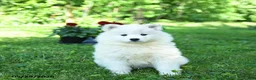 Samoyed dogs for sale: Frosty - Ad 3