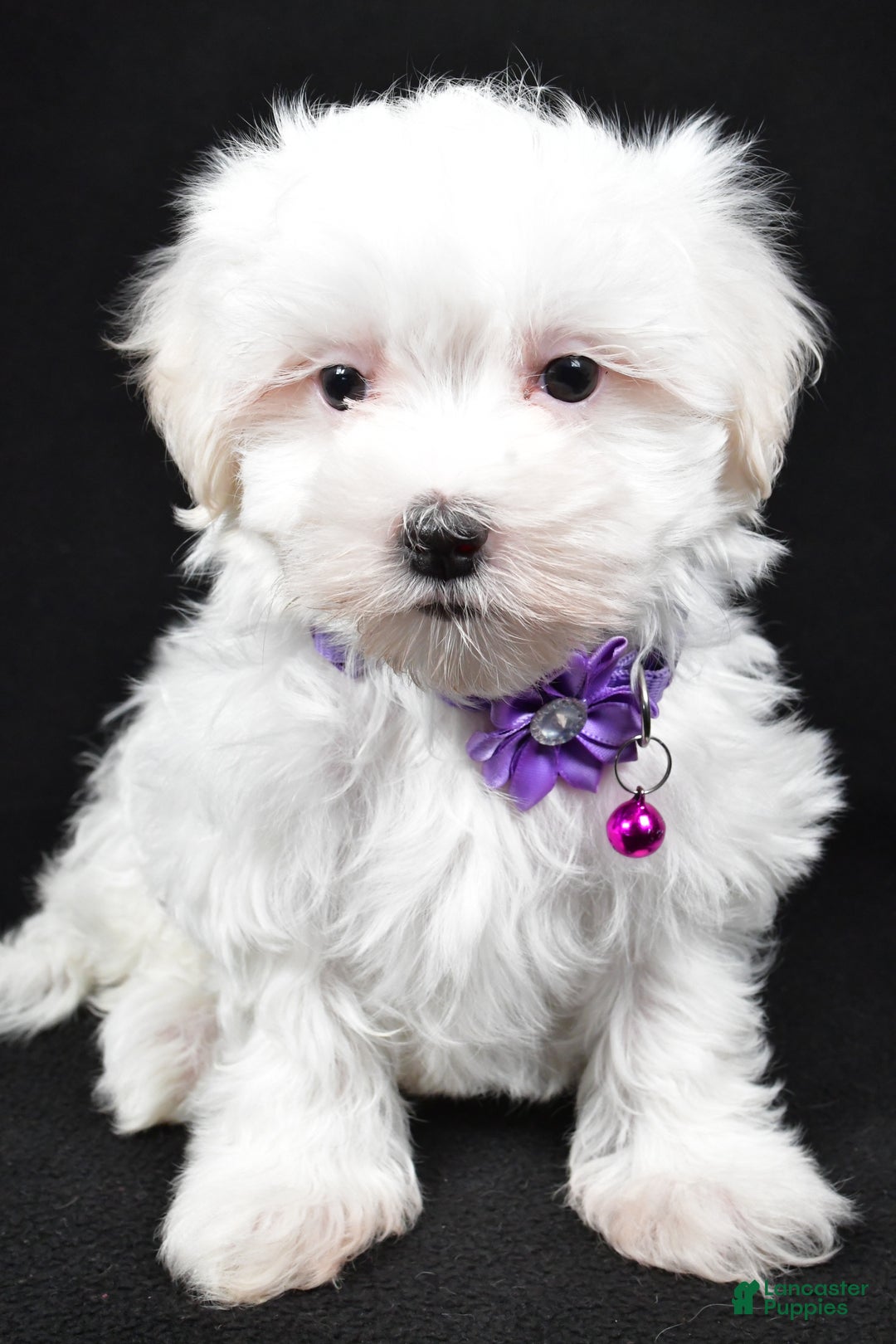 Maltese dogs for sale: Jackie - Ad 4