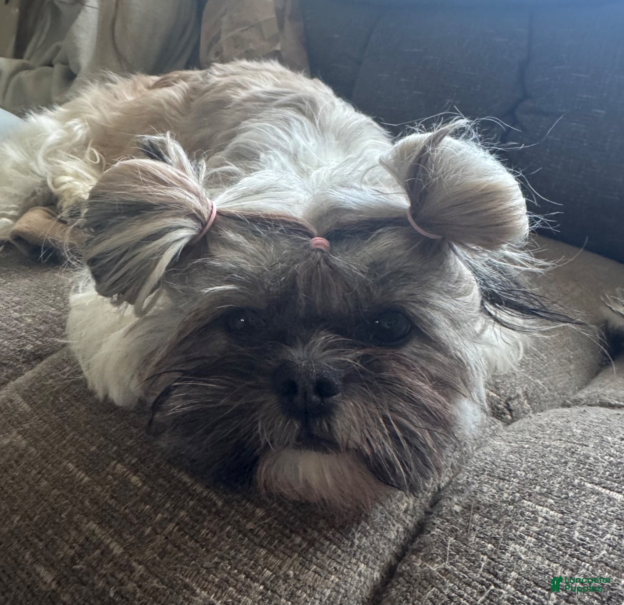 Mixed Breed dogs Blake - Ad 2