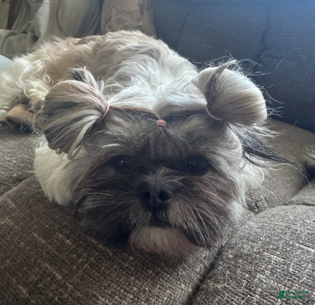 Mixed Breed dogs for sale: Blake - Ad 2