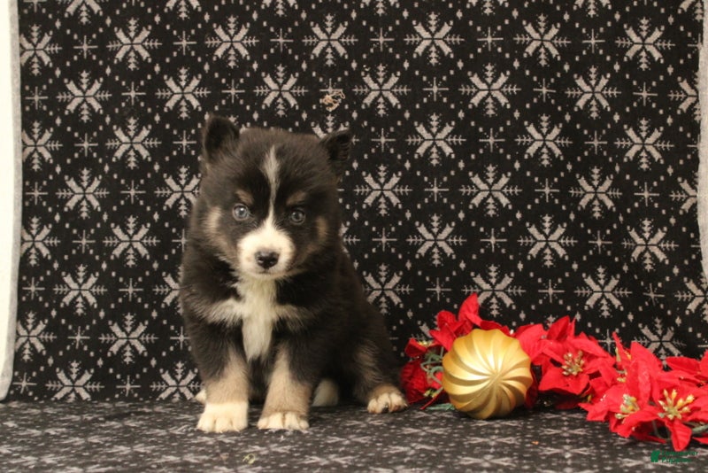 Pomsky dogs Vesper - Ad 7