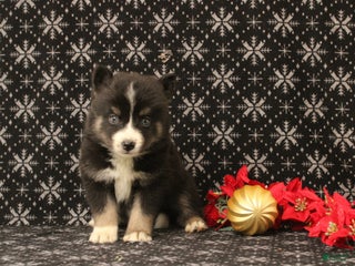 Pomsky dogs Vesper - Ad 42