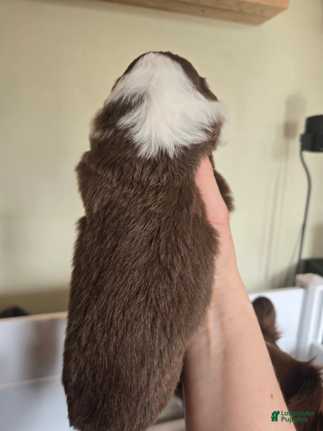 Australian Shepherd dogs for sale: Australian Shepherd Puppy 5 - Ad 2