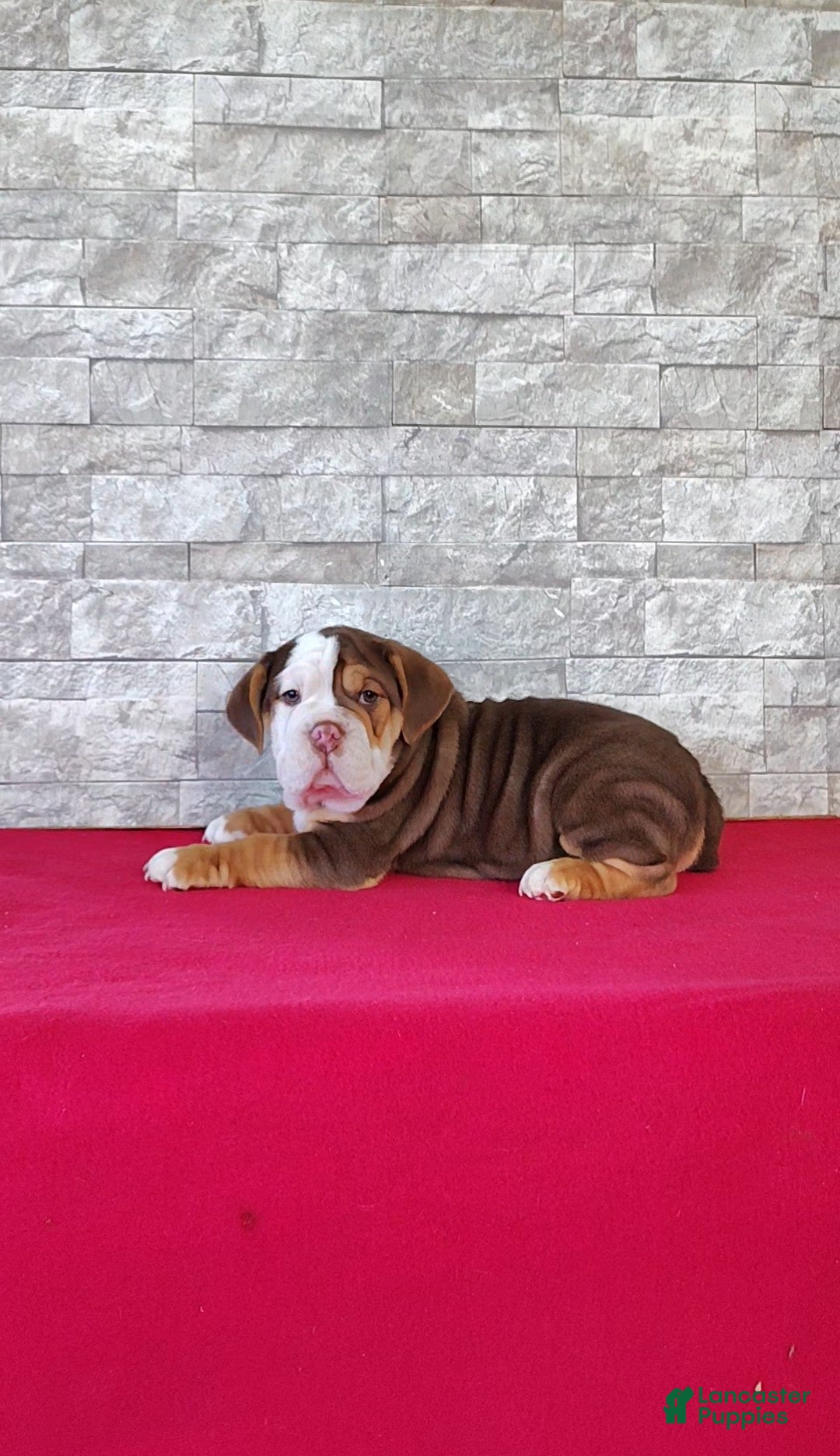 Beabull dogs Baxter - Ad 2