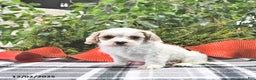 Cavapoo dogs for sale: Gem  - Ad 4
