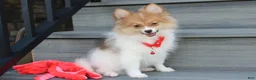 Pomeranian dogs for sale: Theo - Ad 13