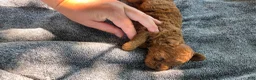 Cavapoo dogs for sale: Fiona - Ad 12