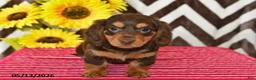 Miniature Dachshund dogs for sale: Asher - Ad 3