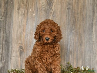 Goldendoodle dogs Elsa - Ad 17
