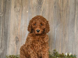 Goldendoodle dogs Elsa - Ad 10