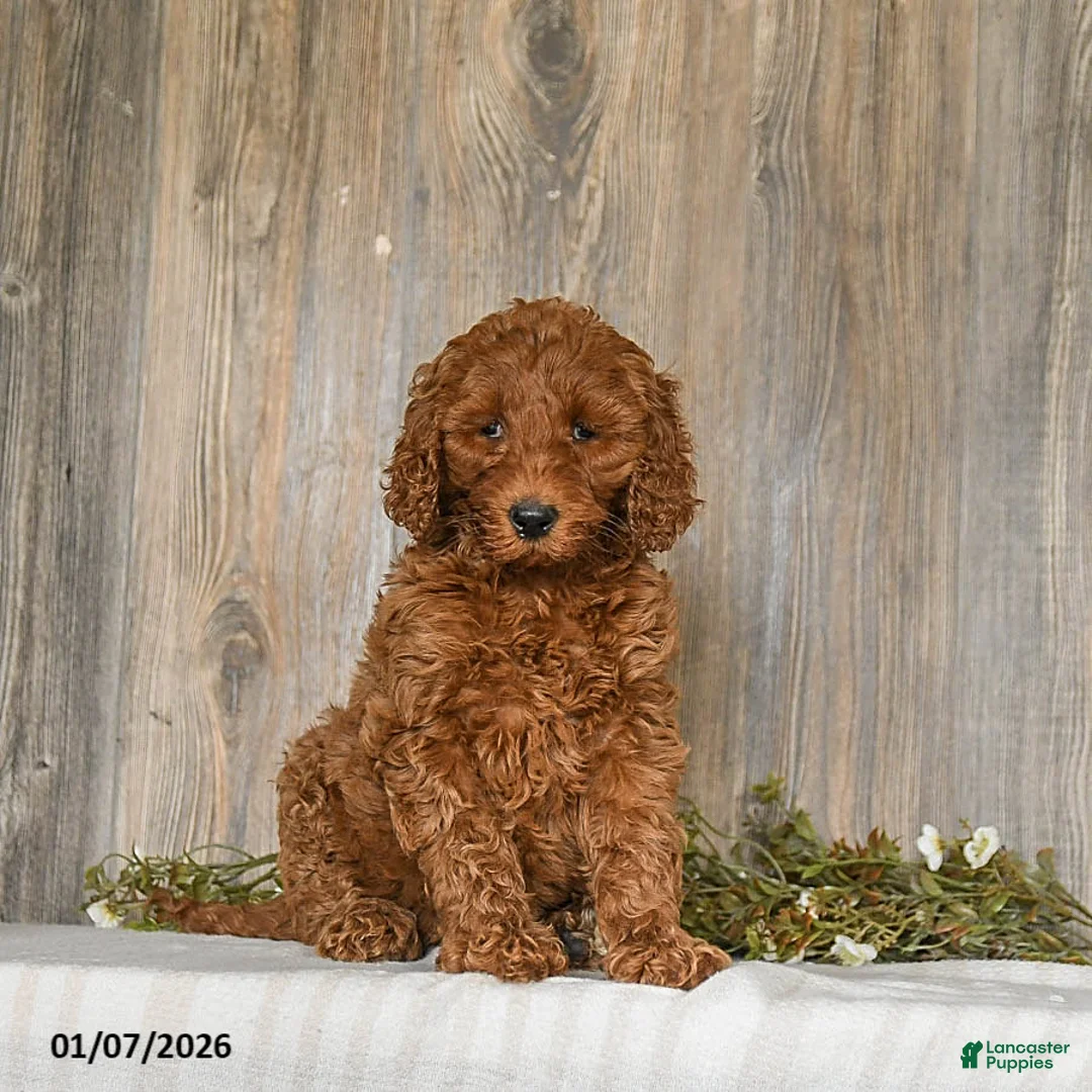 Goldendoodle dogs for sale: Elsa - Ad 1