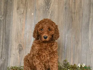 Goldendoodle dogs Elsa - Ad 25