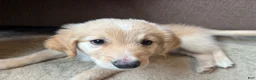 Mixed Breed dogs for sale: Lavender Collar - Ad 4