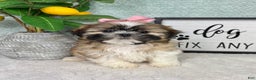 Shih Tzu dogs for sale: Sarah  - Ad 4