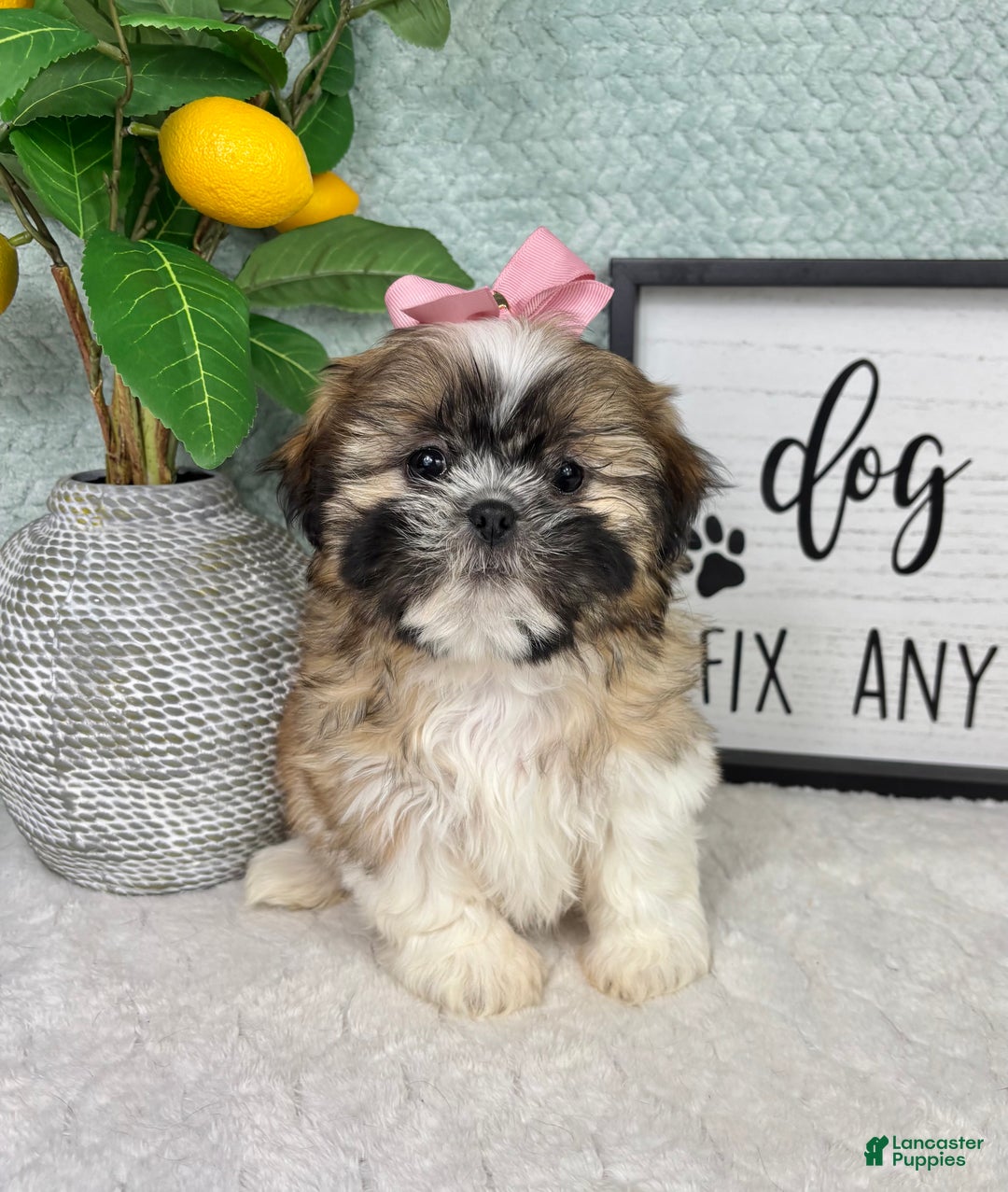 Shih Tzu dogs for sale: Sarah  - Ad 4