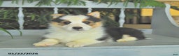 Welsh Corgi Pembroke dogs for sale: Elvis  - Ad 3