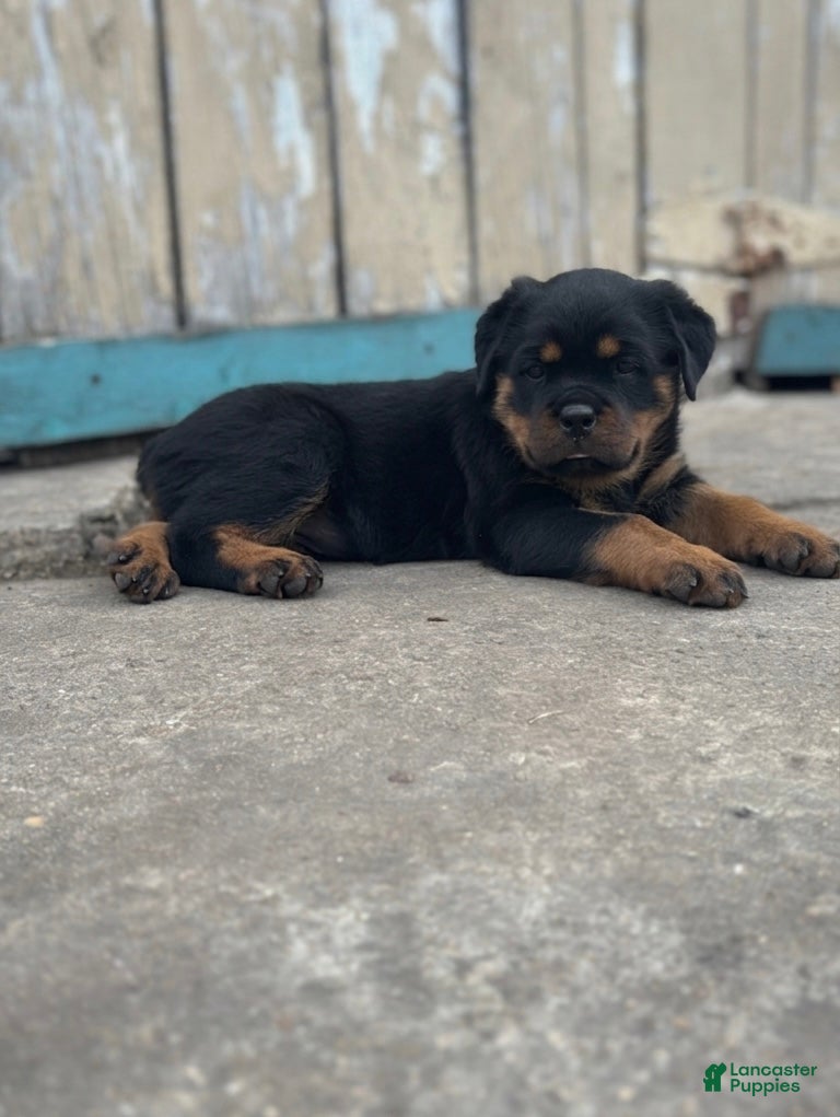 Rottweiler dogs Rottweiler Puppy 3 - Ad 3